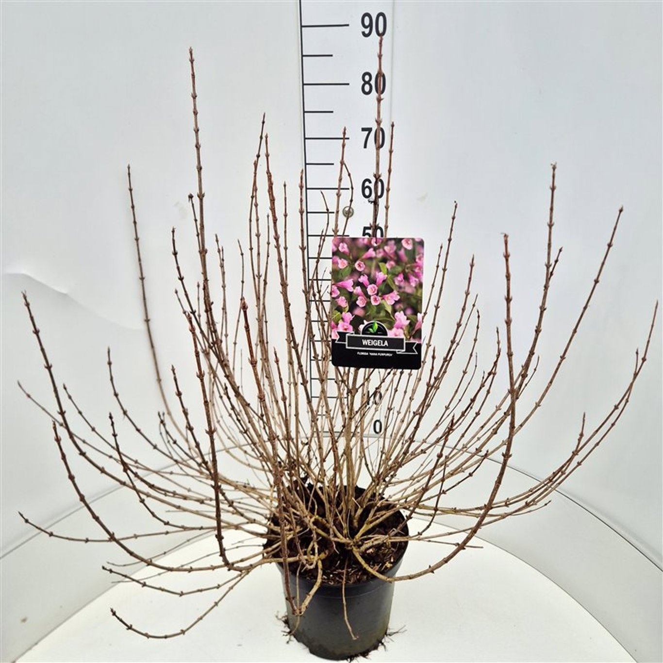 Weigela florida 'Nana Purpurea', D 28