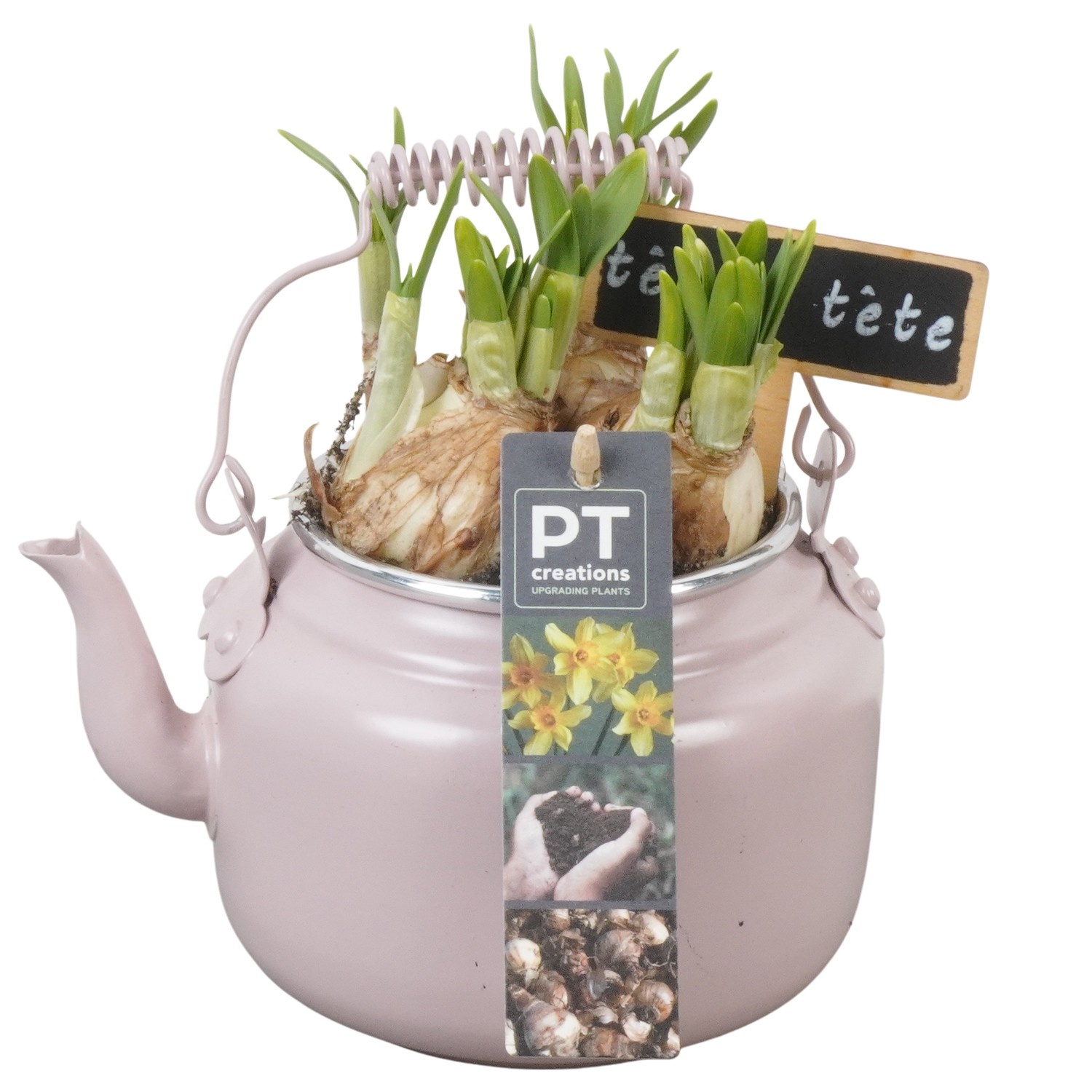 PTN8558 Arrangement Narcissus in zink pot, D 10
