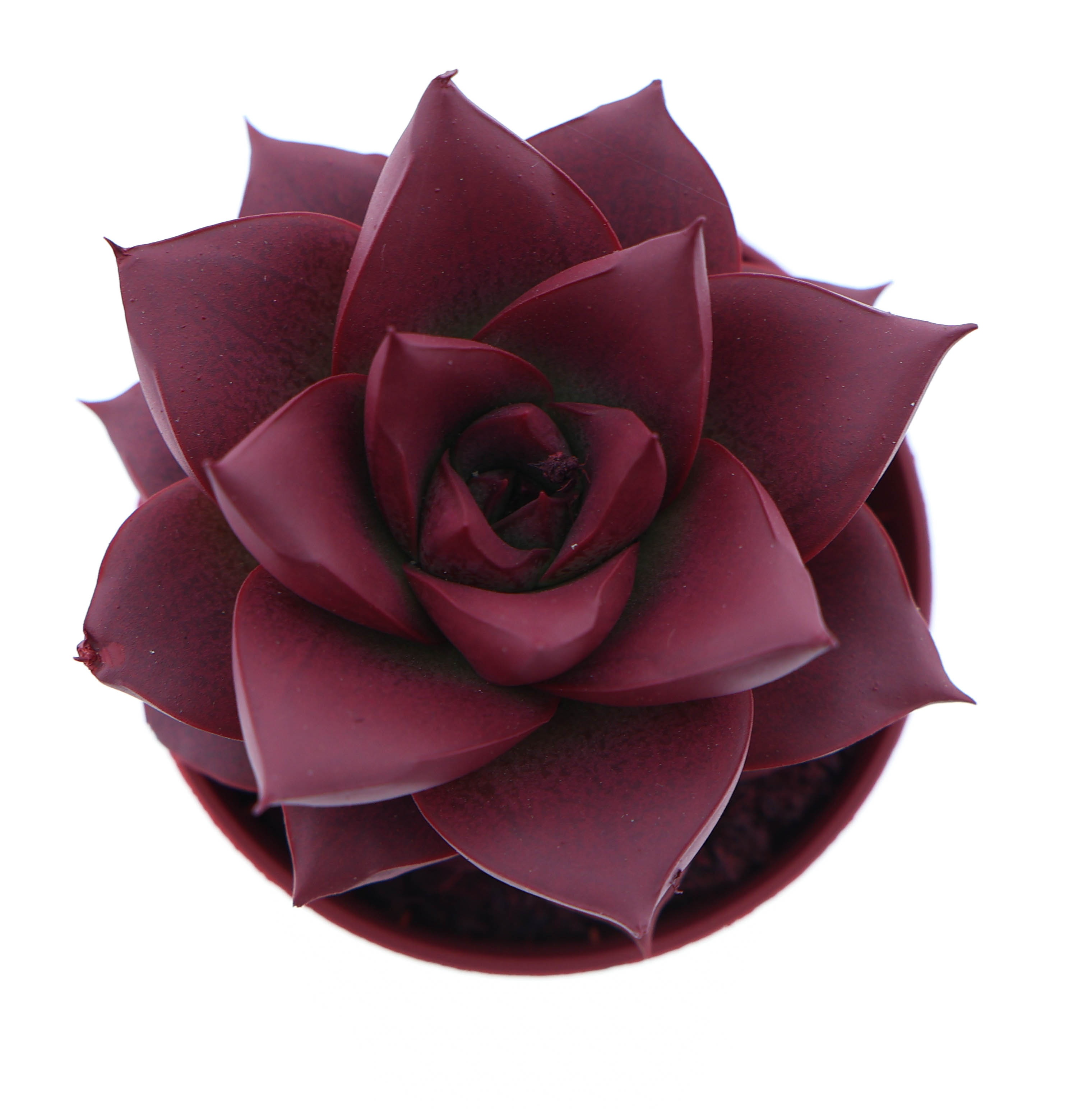 Rainbow purper bordeaux red, D 5,5