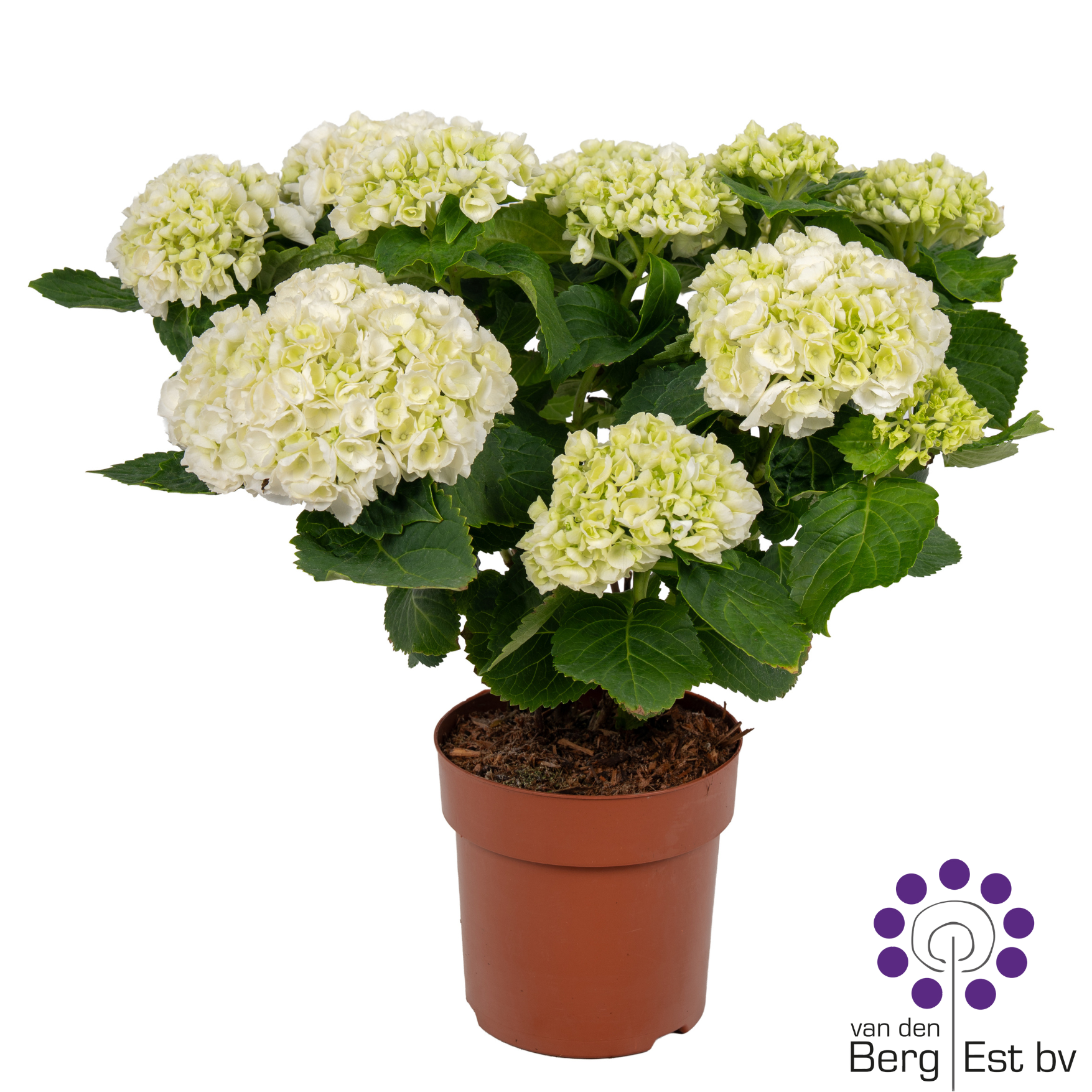 Hydrangea white 9/10, D 14