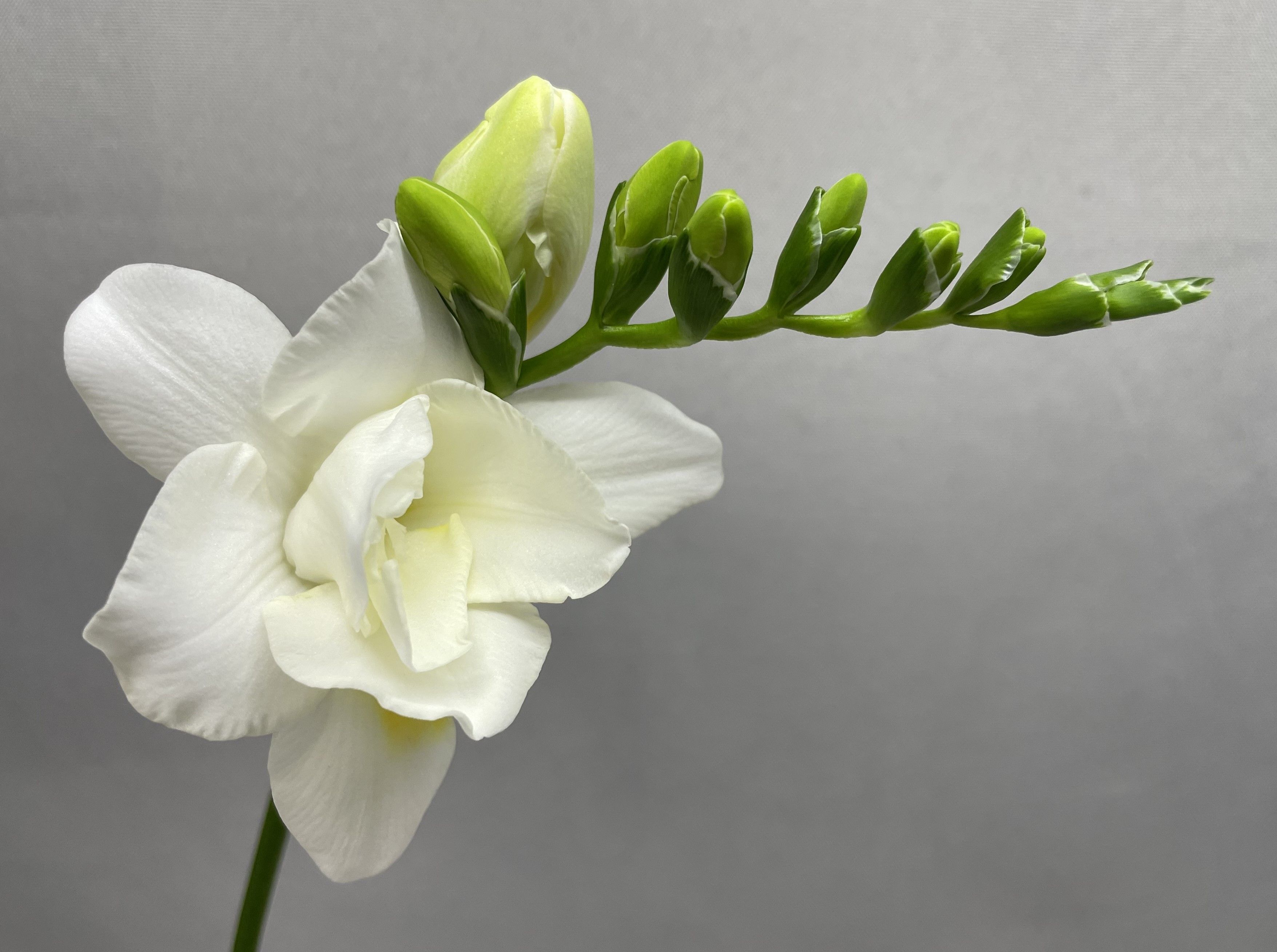 Фрезия дв. Воланте 50 (бел.), шт.