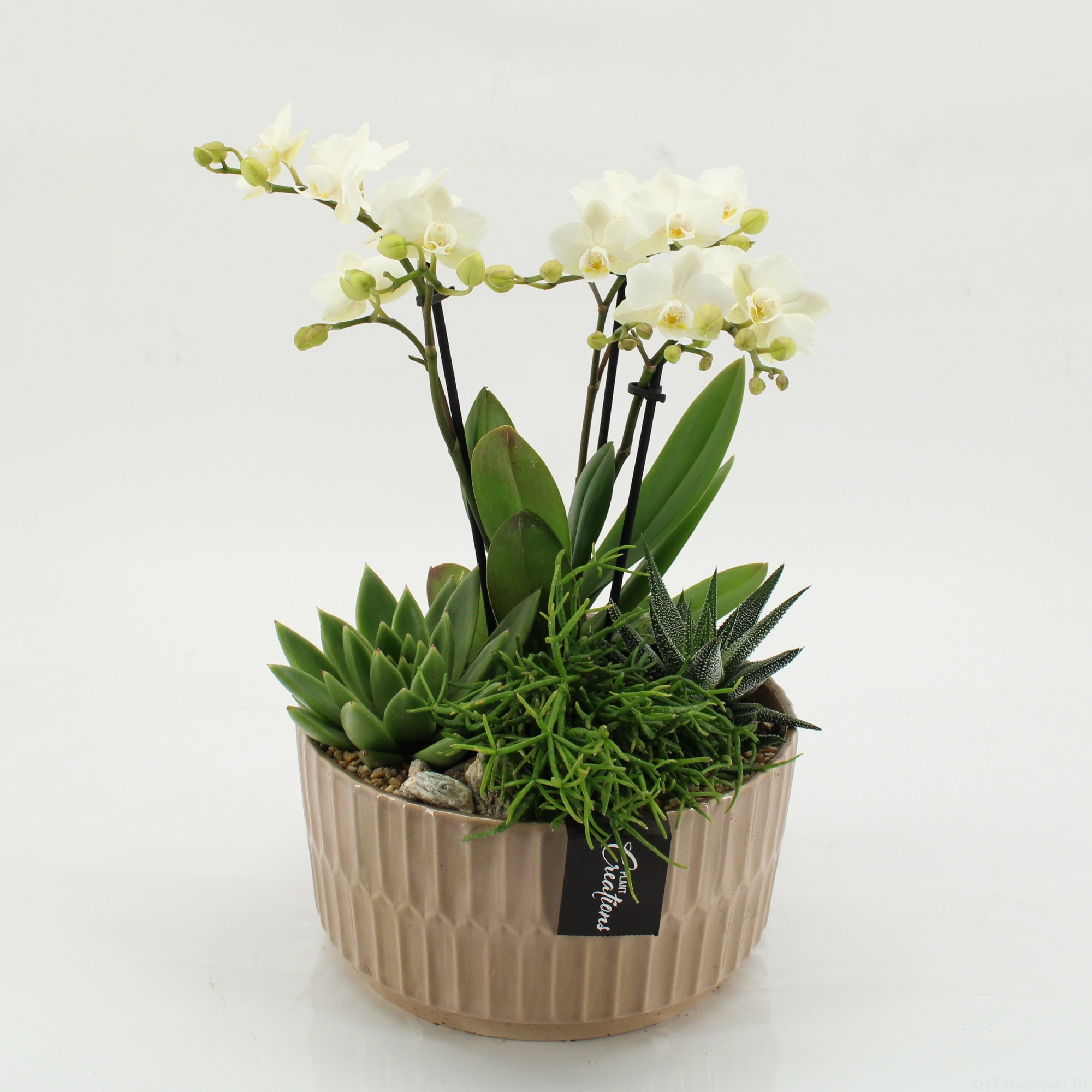 PHAL-2622W Phalaenopsis creatie, D 22