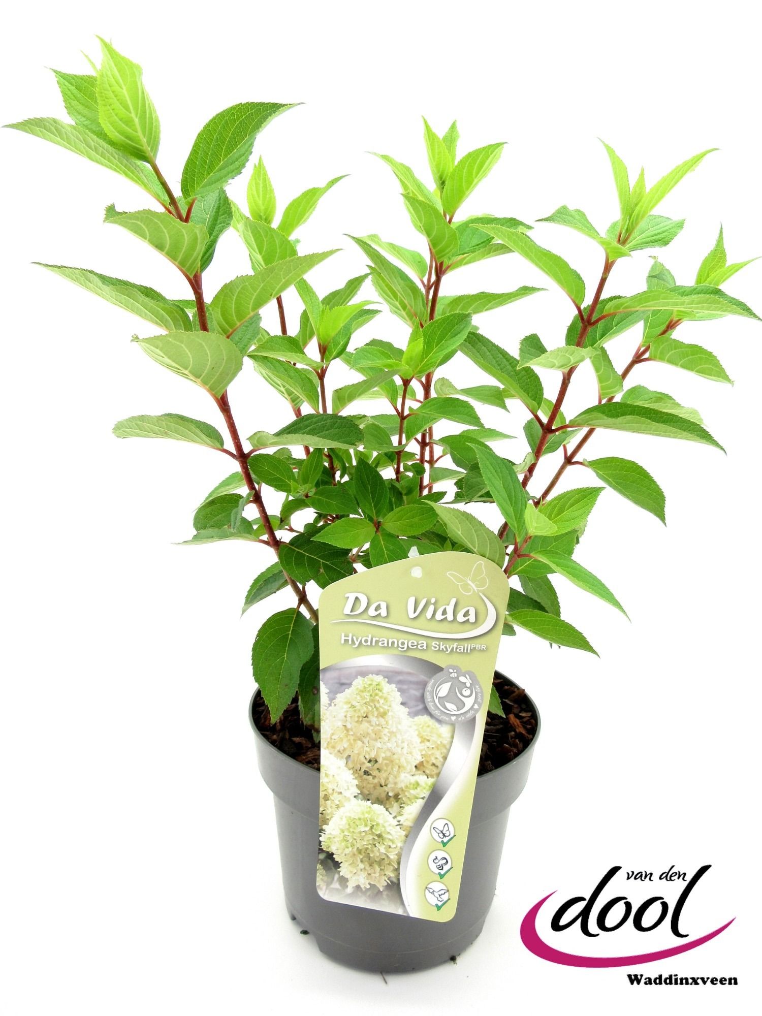 Hydrangea pan. Skyfall, D 19