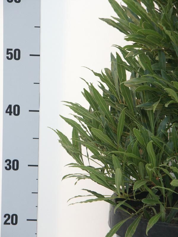 Laurus nobilis 'Angustifolia' Speciale Vlaamse Laurier Europees erkend, D 20
