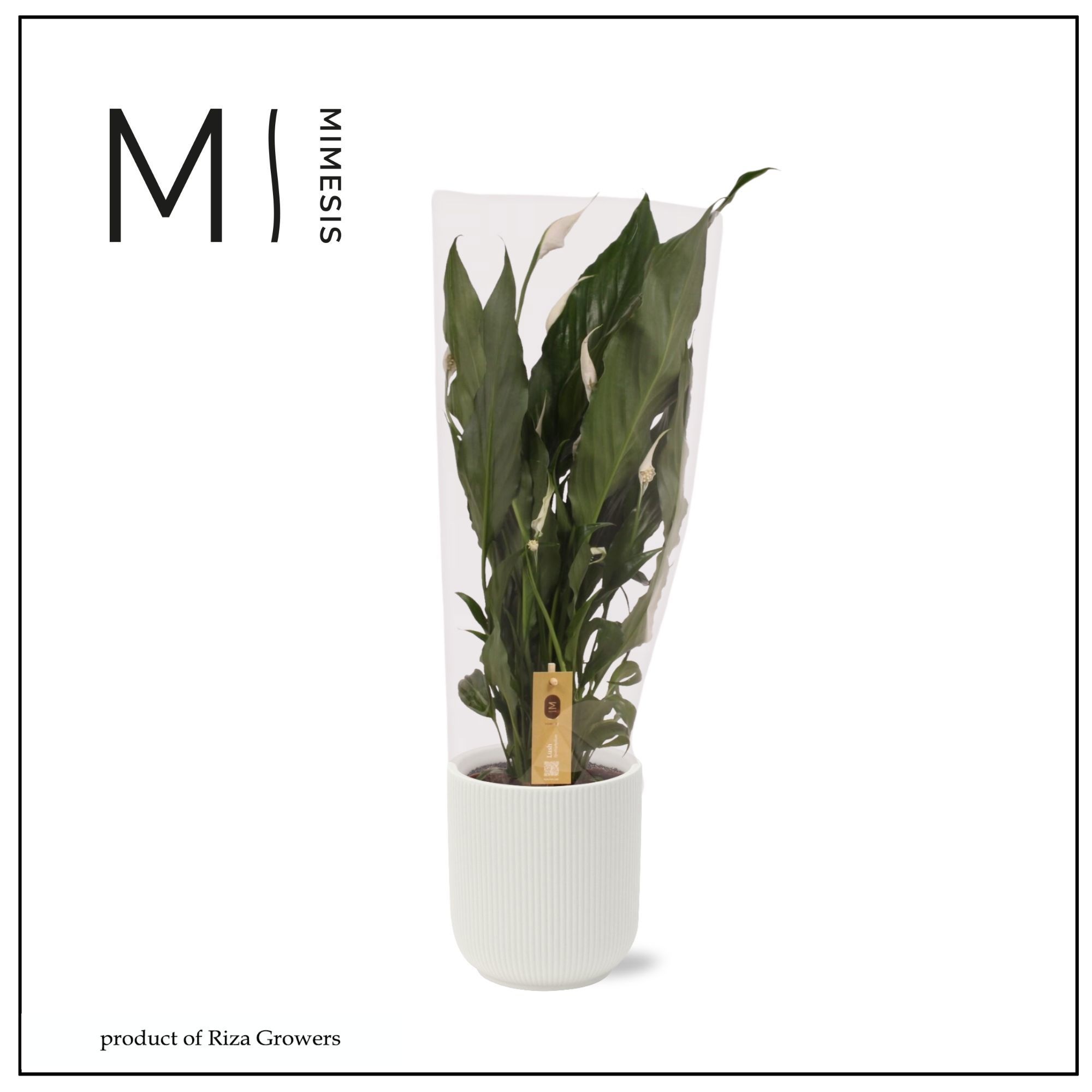 Spathiphyllum Sweet Ricardo - 13cm in Atlanta White | Mimesis, D 13