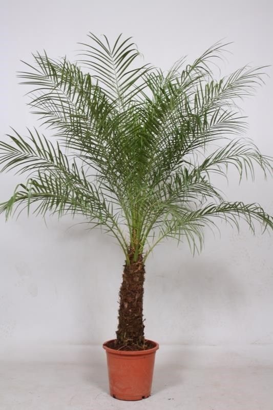 phoenix roebilinii, D 30