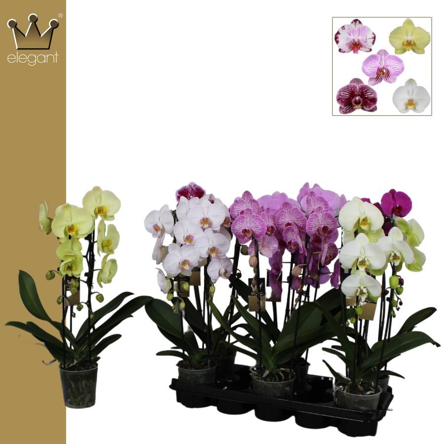 Phalaenopsis 2 tak, Cascade Mix, D 12