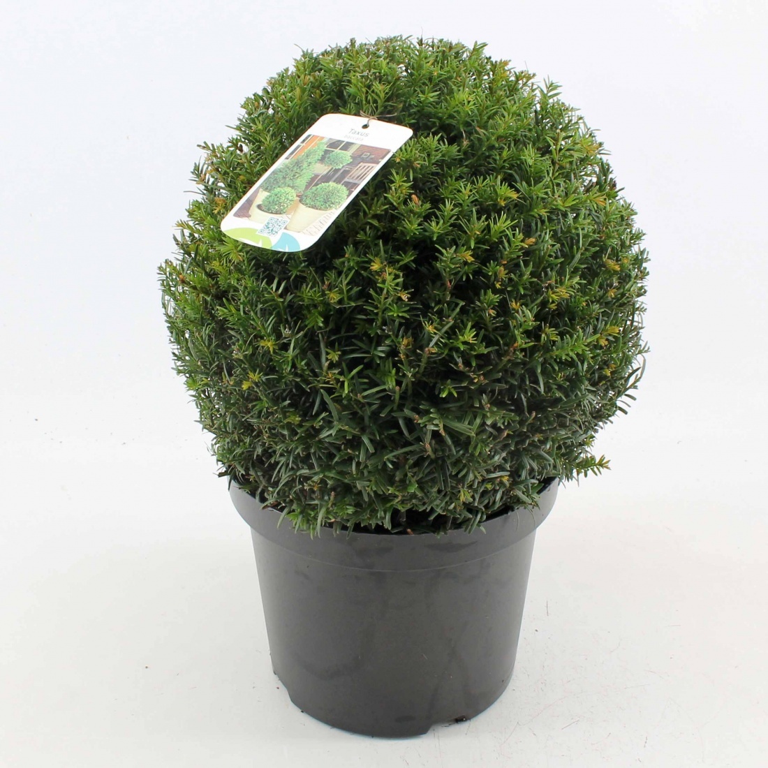 Taxus baccata, bol, D 26