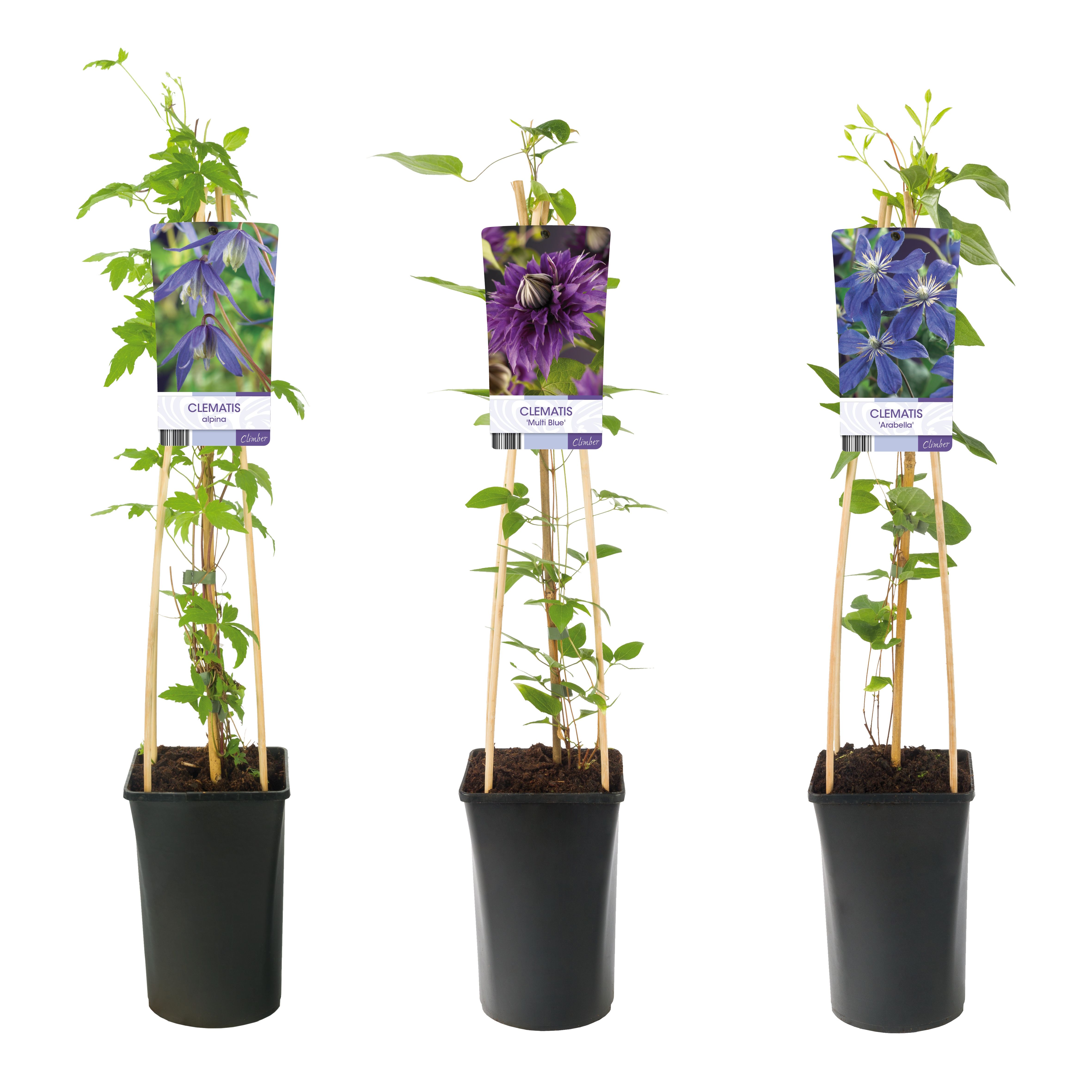 Mixshelf Clematis blue +light label, D 17