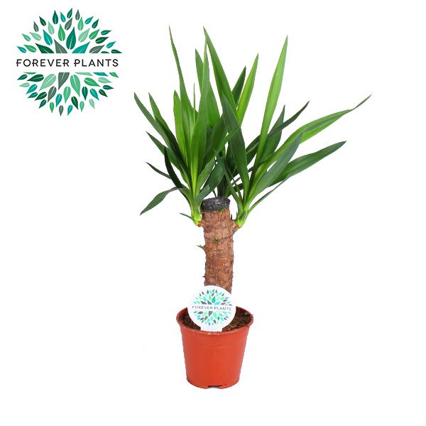 Yucca p14, 30 cm (2+ KOP), D 14