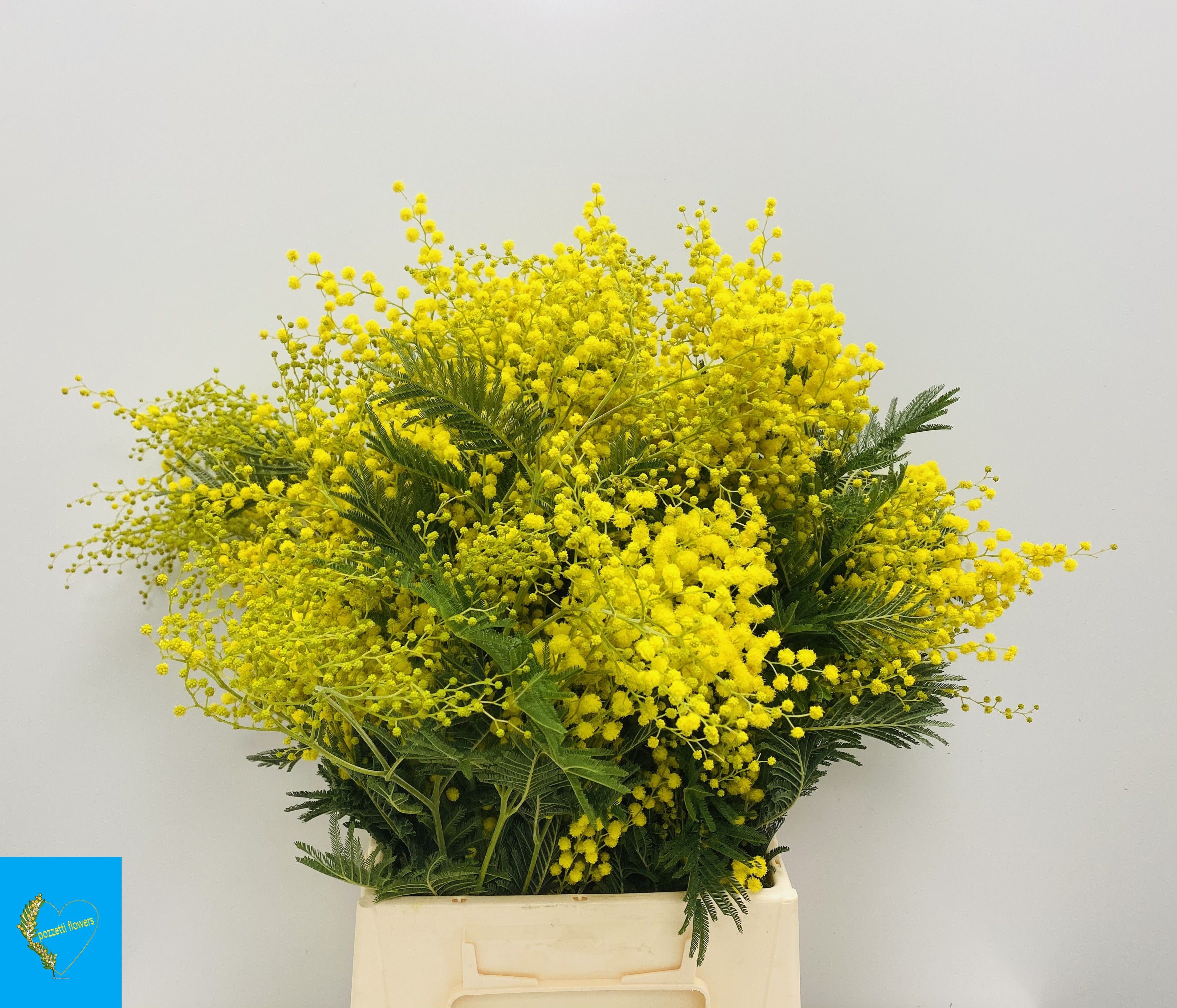 Мимоза Балеана за пучок 60, пуч.