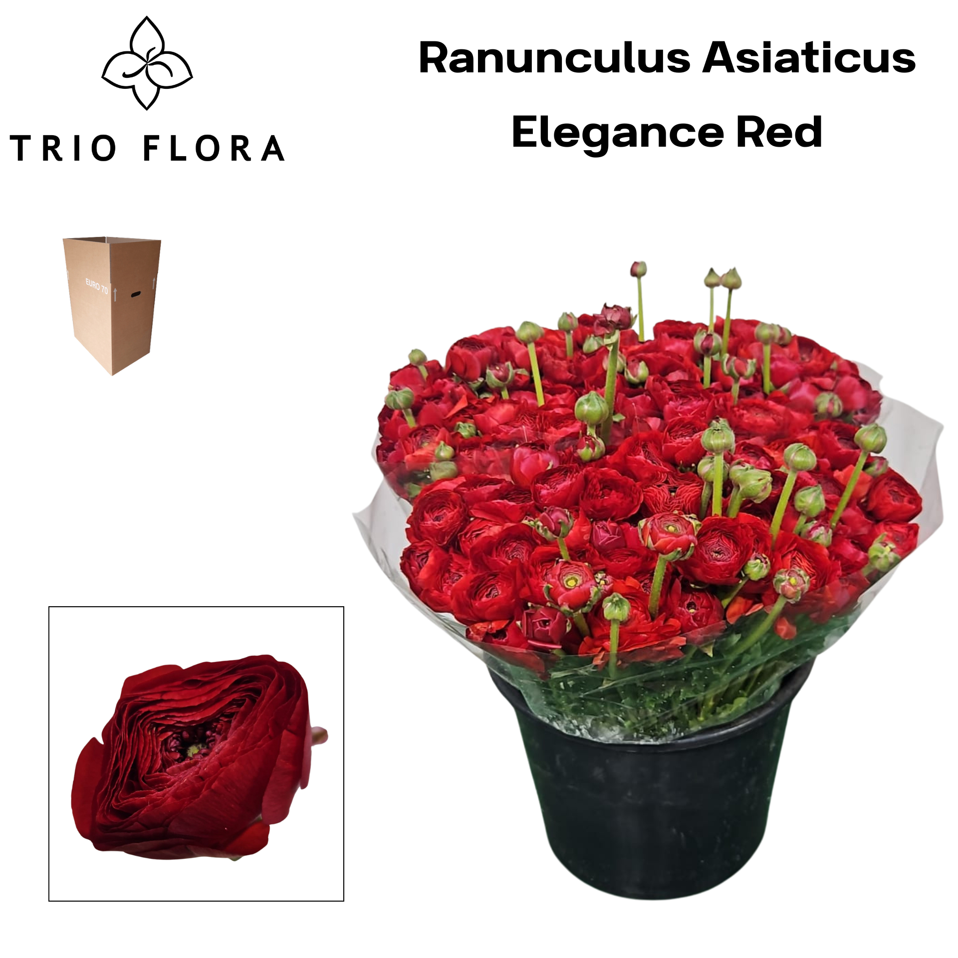 Ранункулус Элеганс Рэд 40, шт.