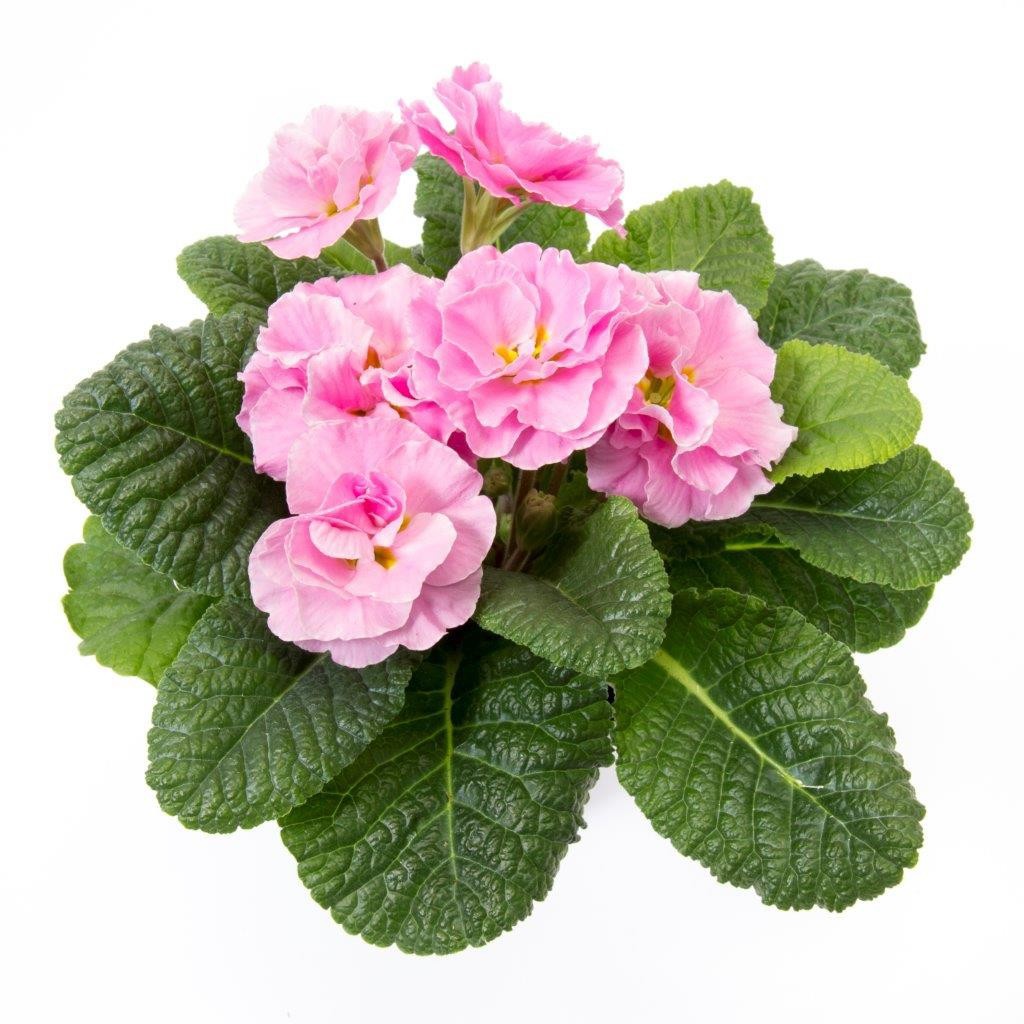 PRIMULA VULGARIS-HYBRID 'PRINCESS', D 11