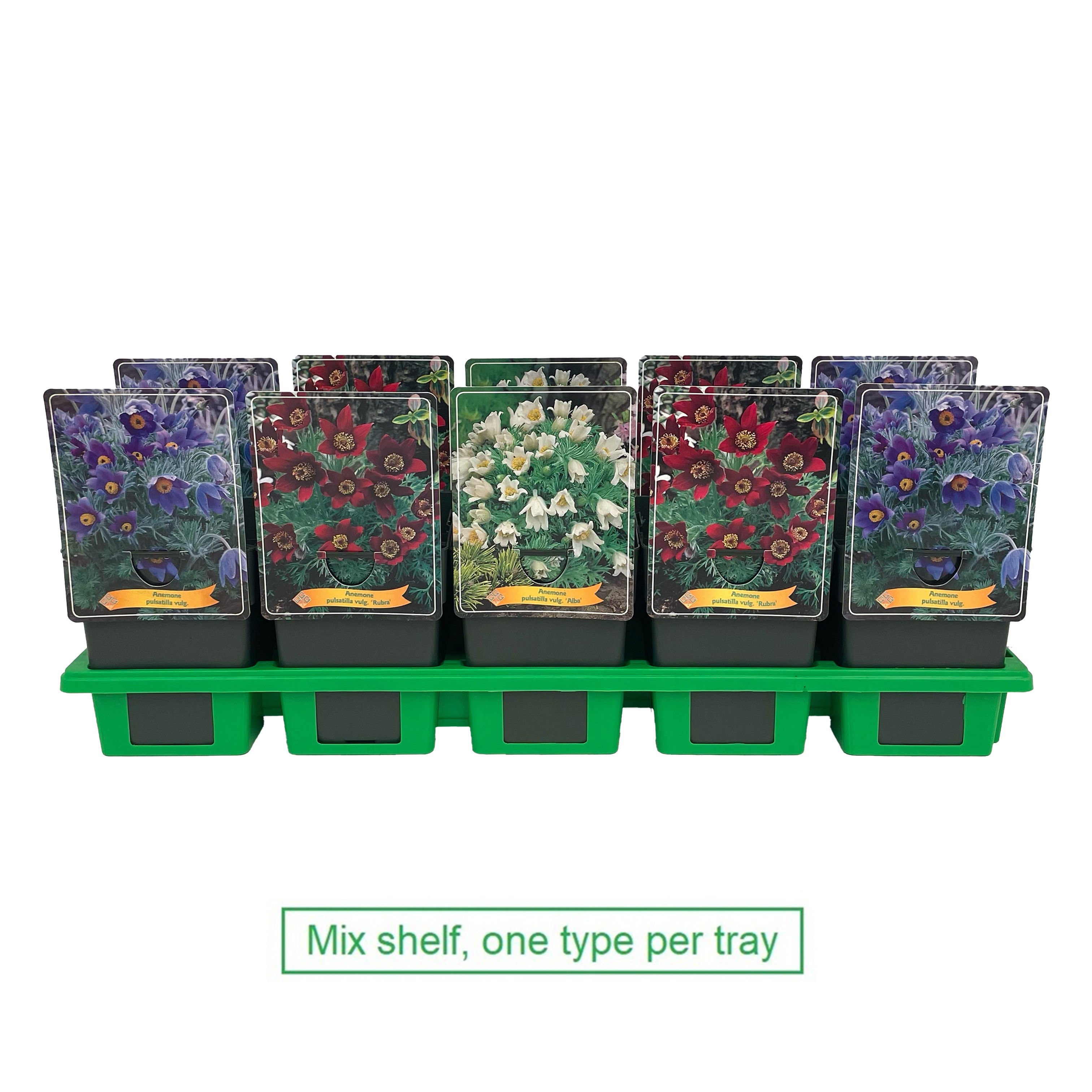 Pulsatilla vulgaris mix laag P11, D 11