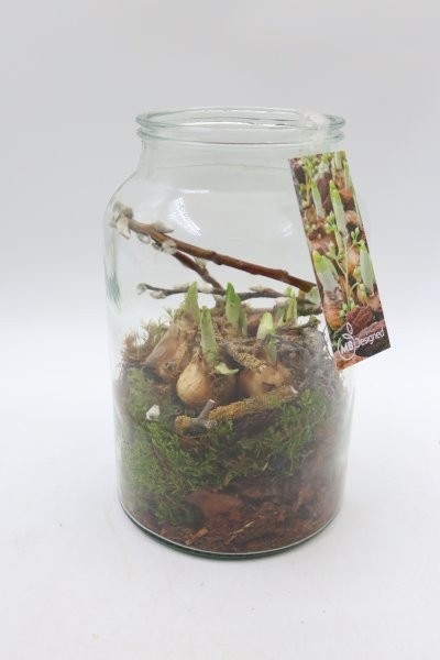 Narcis, vaas hoog, D 16