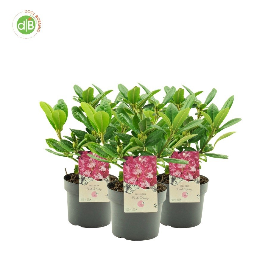 Rhododendron 'Pink Lady', D 19