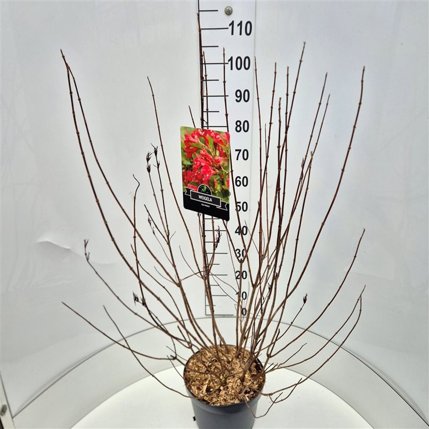 Weigela 'Red Prince', D 28