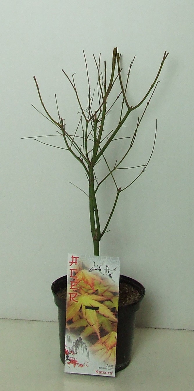 Acer palmatum 'Katsura' P19, D 19