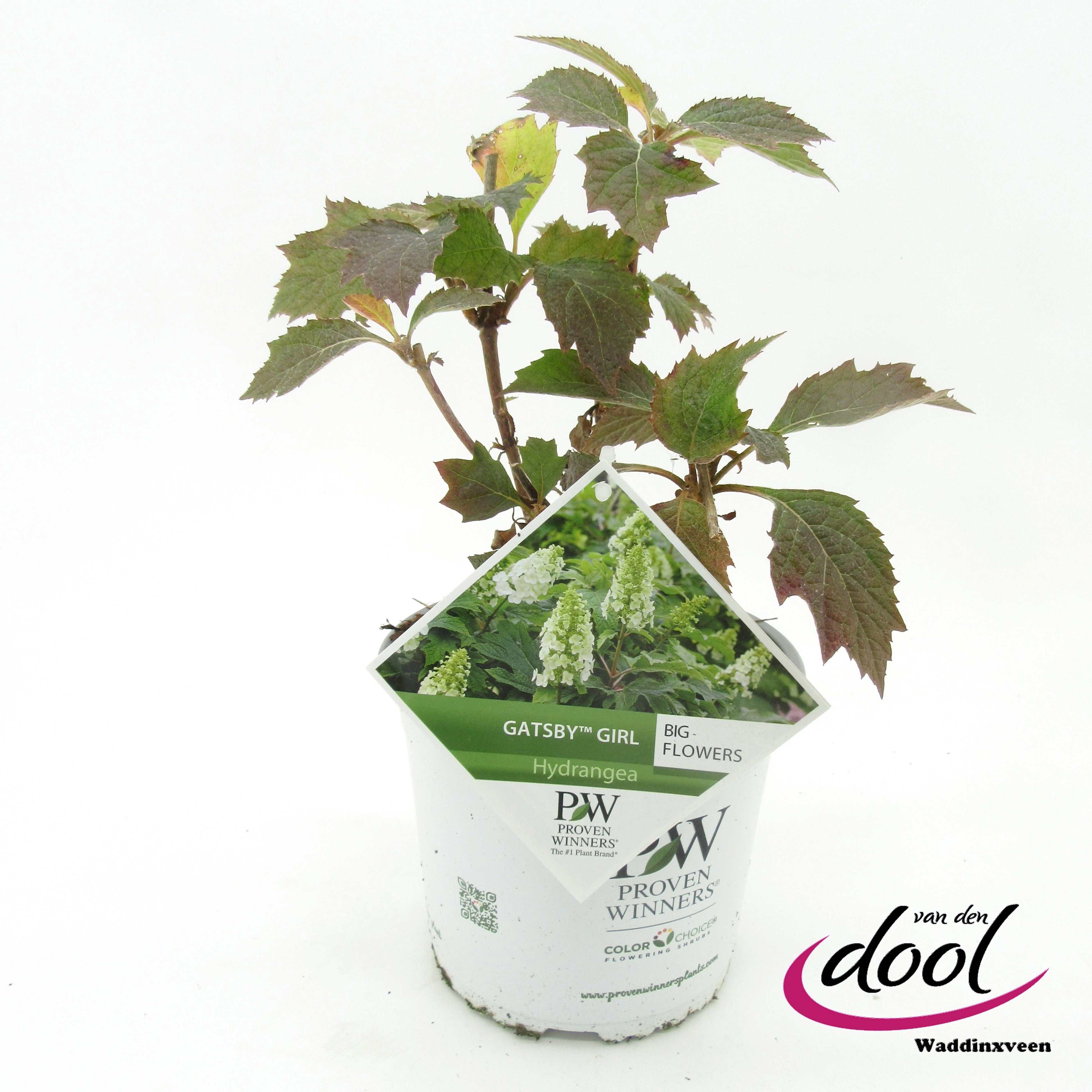 Hydrangea quer. Gatsby Girl, D 19