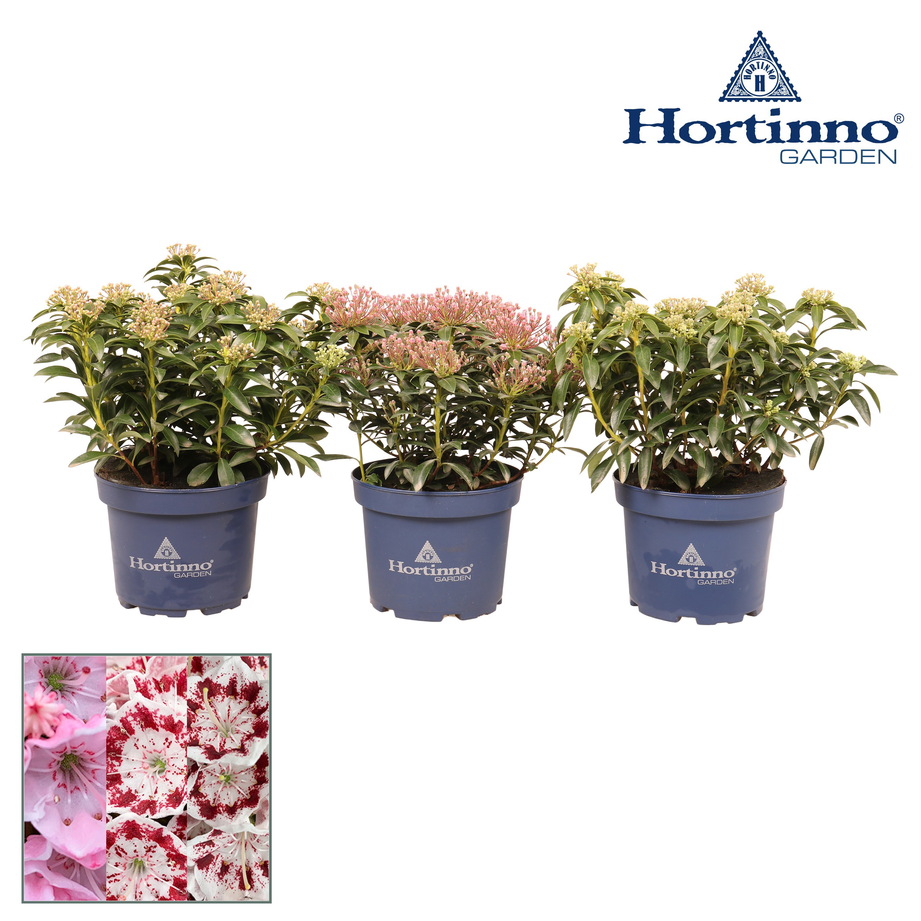 Hortinno® Garden Kalmia, D 19