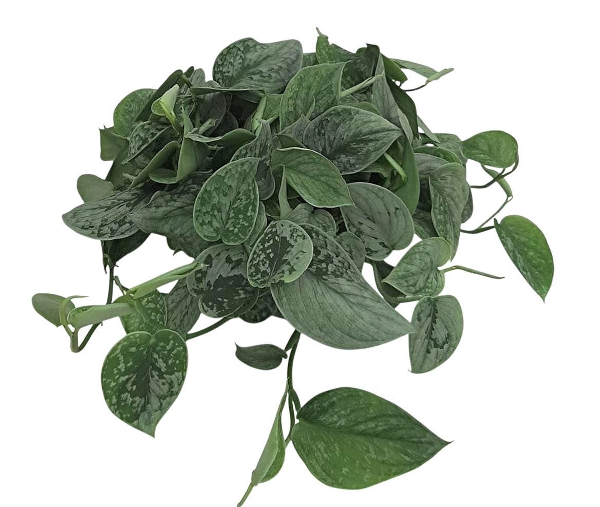 Scindapsus Pictus Silvery Ann Bush, D 19