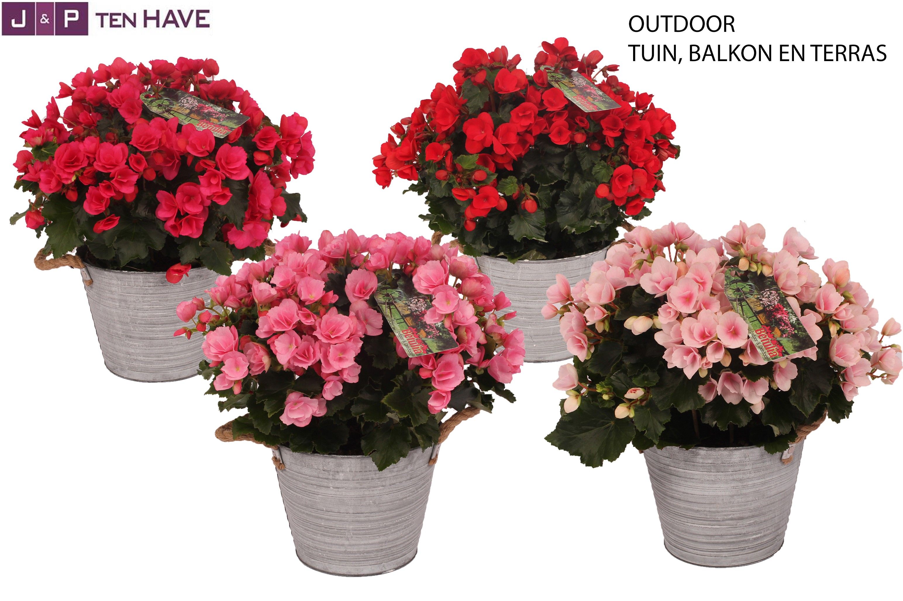 Begonia ''Betulia Mix'' Outdoor in Zink Sierpot, D 19