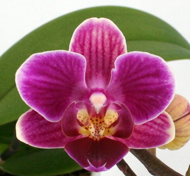 Phal. 2 tak 'Caracas' 9 cm Topf 'Table Dance', D 9