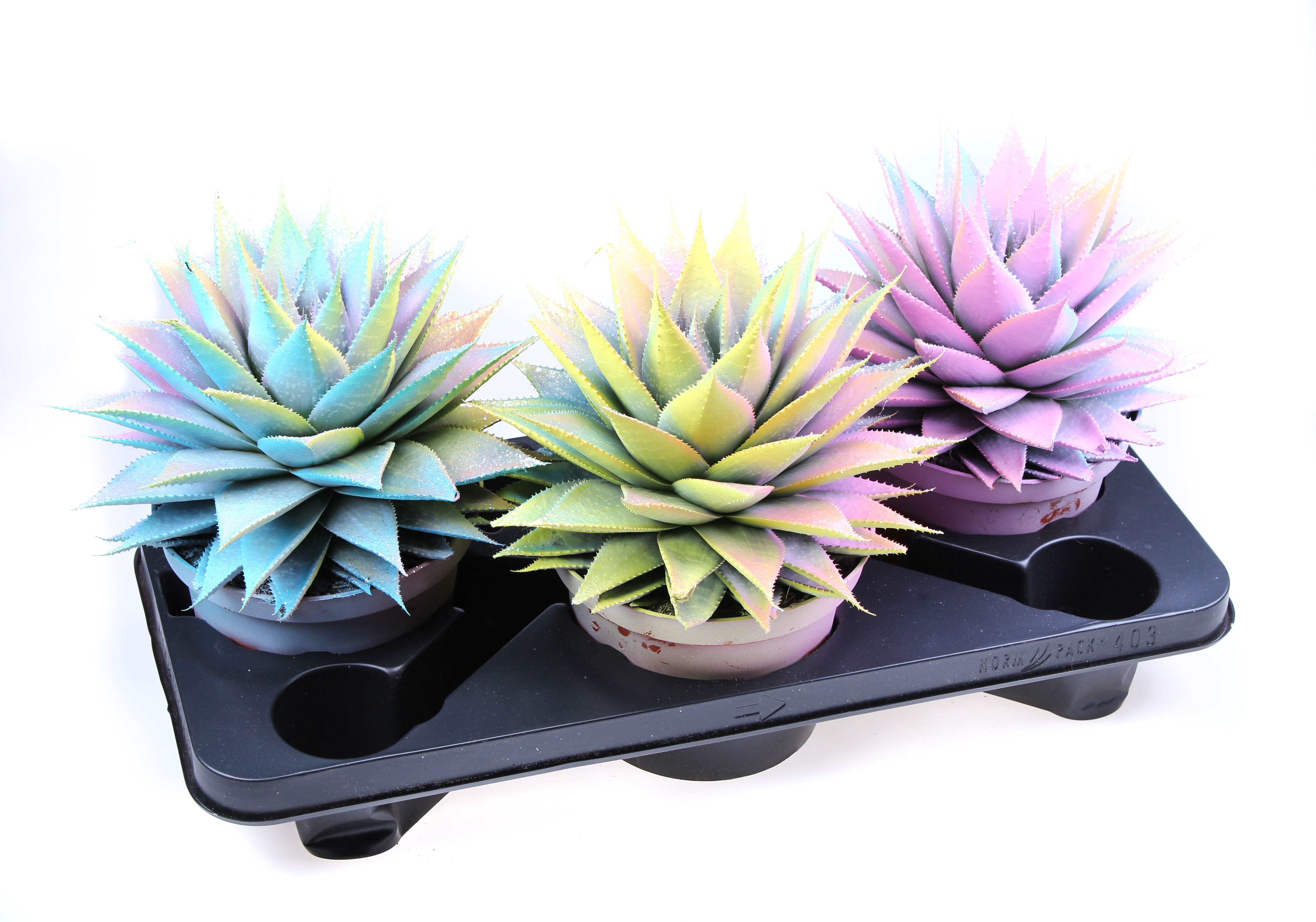 Aloe Multi glittermix, D 17