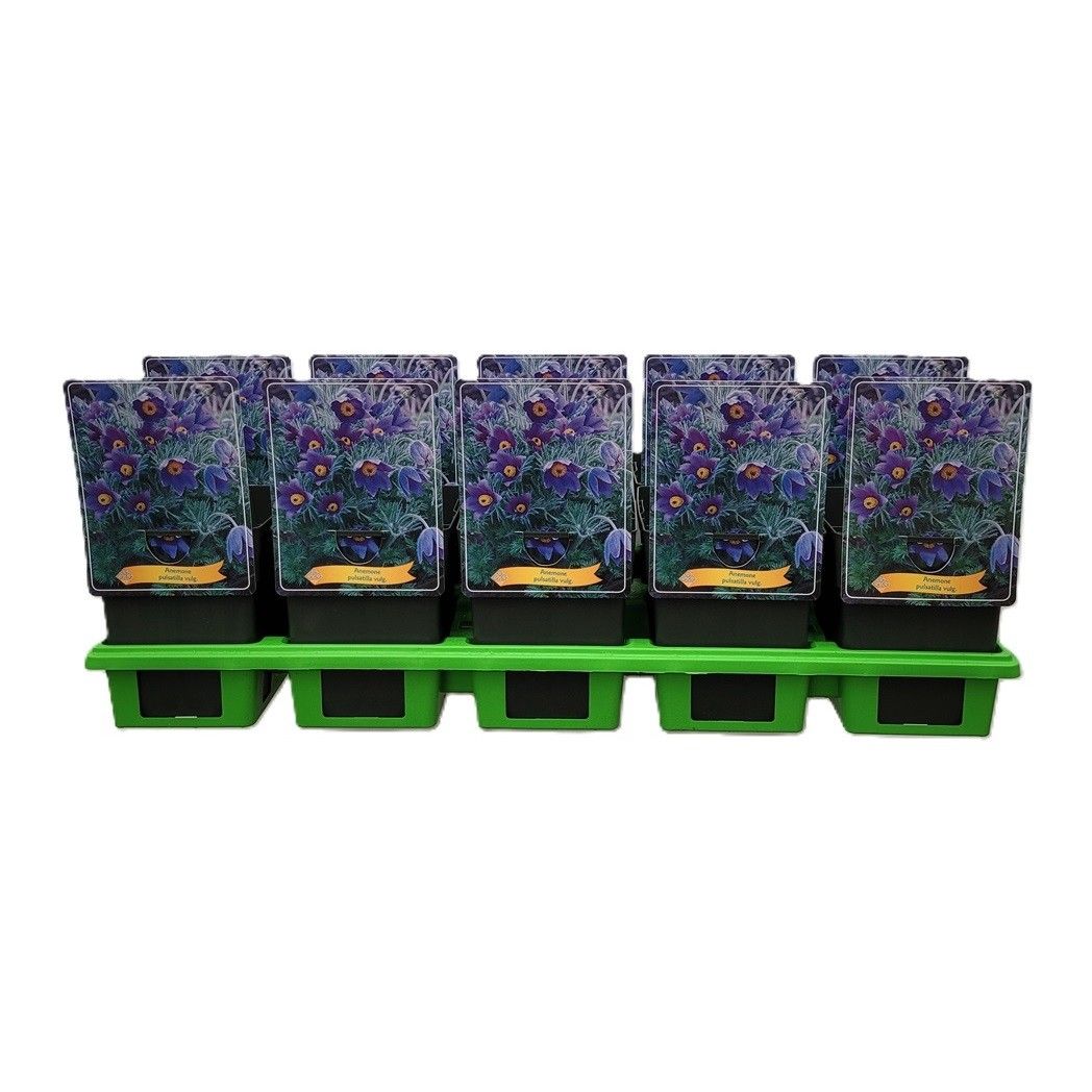 Pulsatilla vulgaris P11, D 11