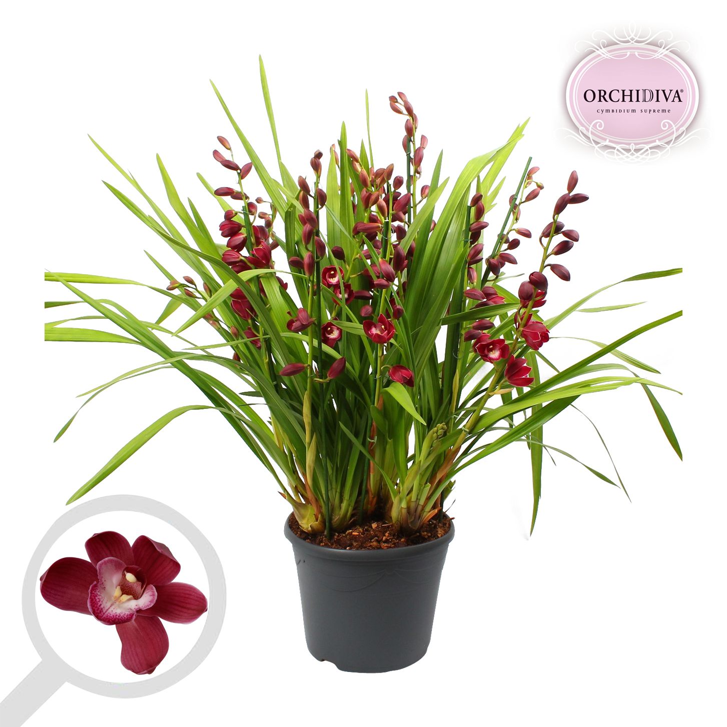 Cymbidium rood 10+tak getoufd, D 30