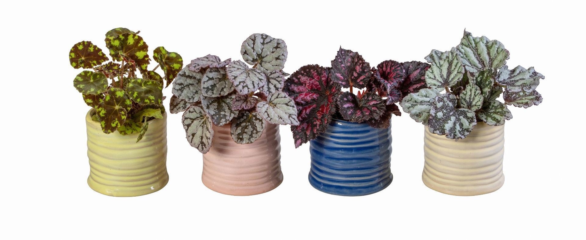 L 66167 With Begonia Mix 6 cm, D 6