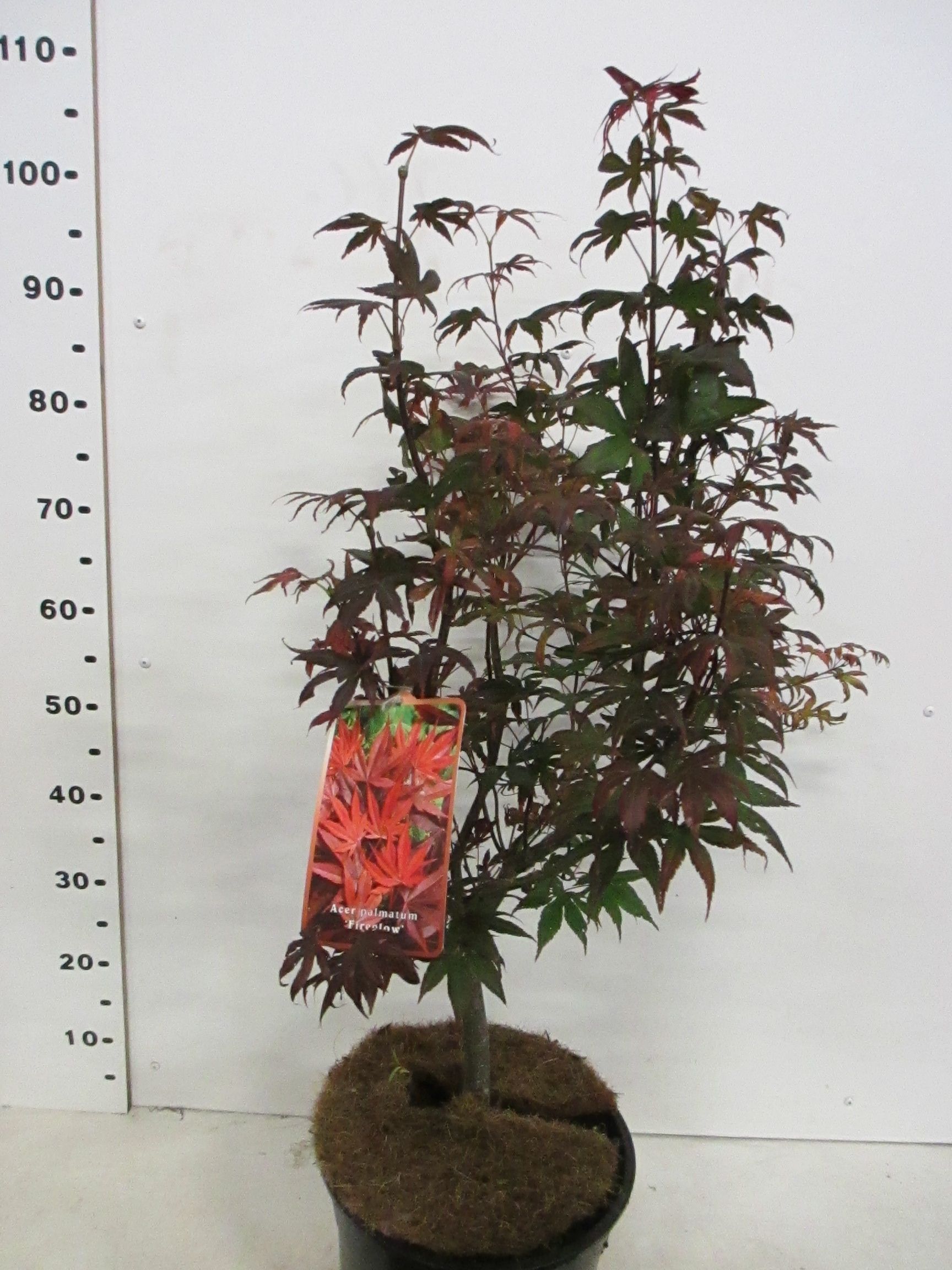 Acer palm. Fireglow 80-100 P28, D 28