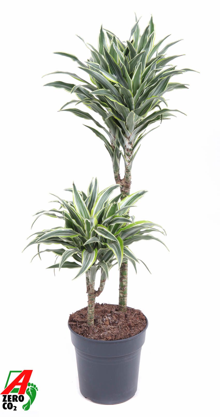 Dracaena Surprise 45-15, D 19