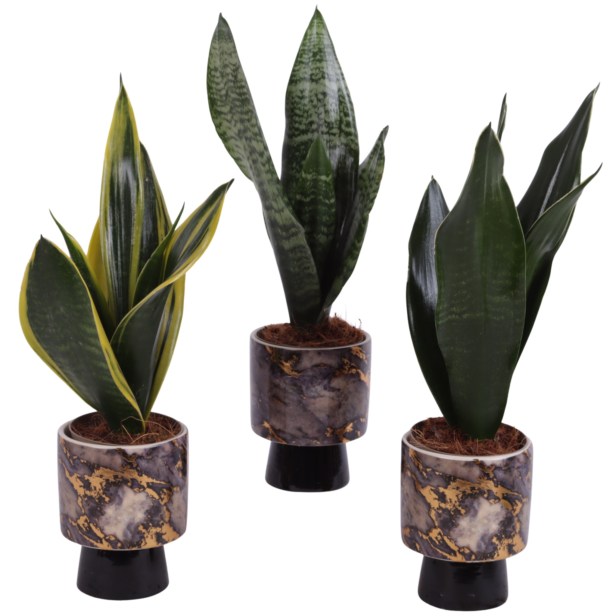 Sansevieria mix Ø09cm in Ø10cm Ceramic PL672, D 10