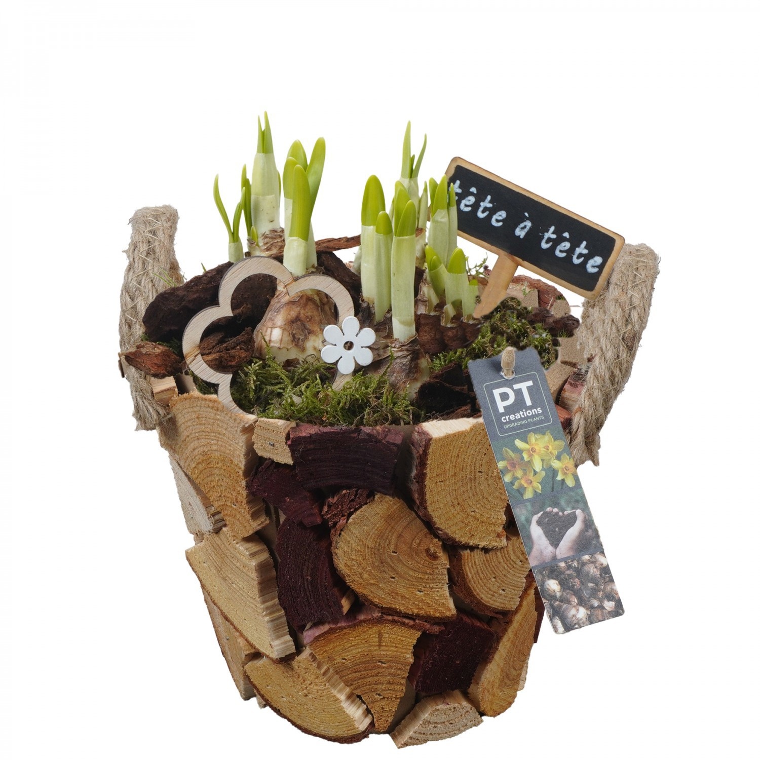PTN8678 Arrangement Narcissus in houten bak, D 19