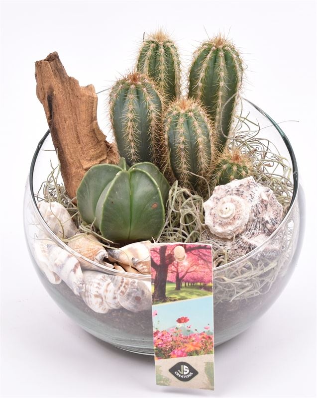 Glas schaal schuine top 15cm, D 15