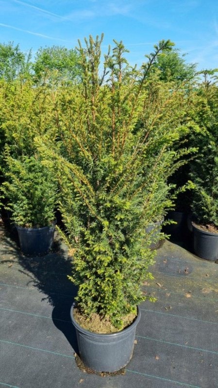 Taxus baccata, D 43