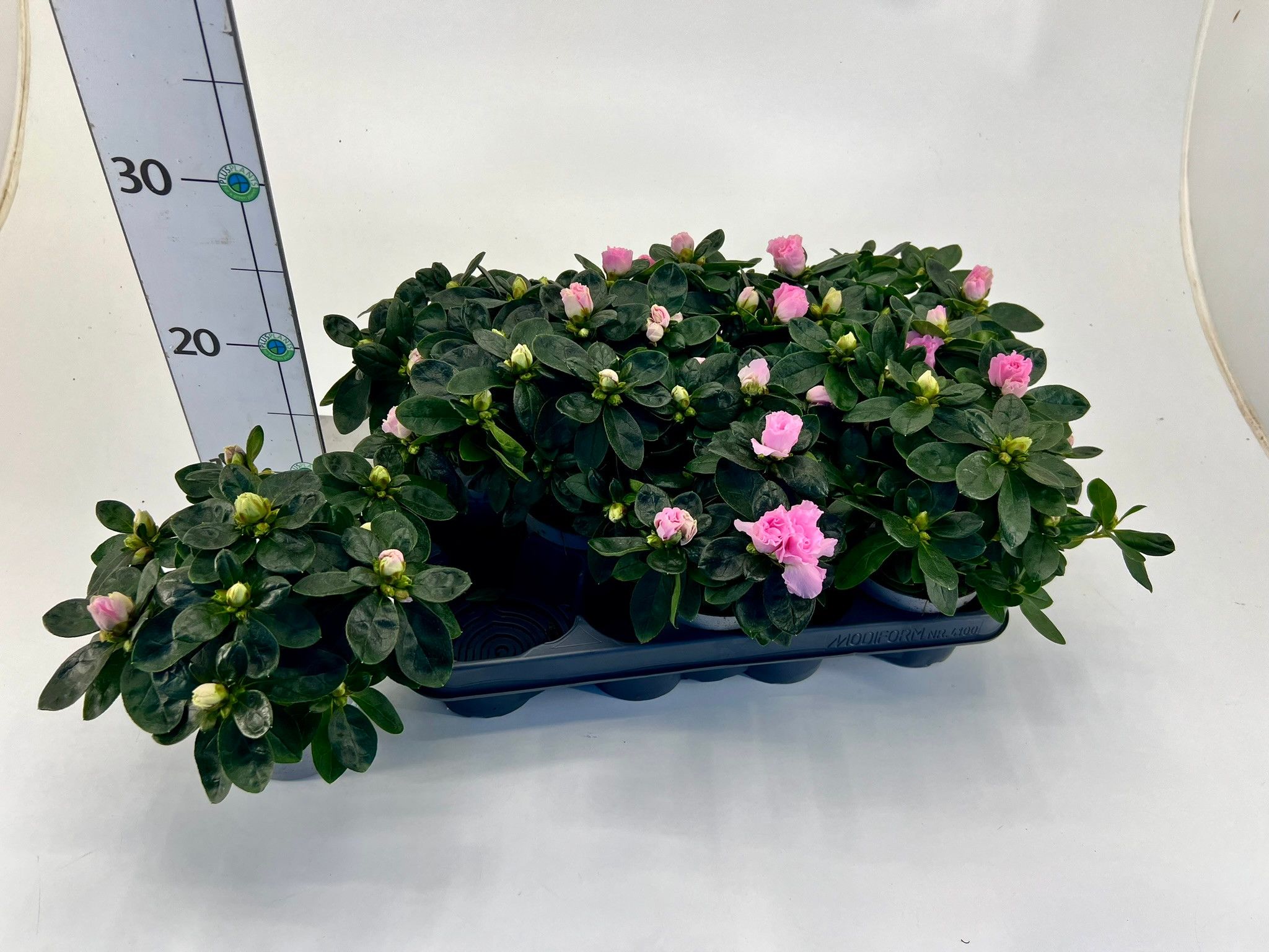 Rhododendron simsii T10,5 light pink, D 10