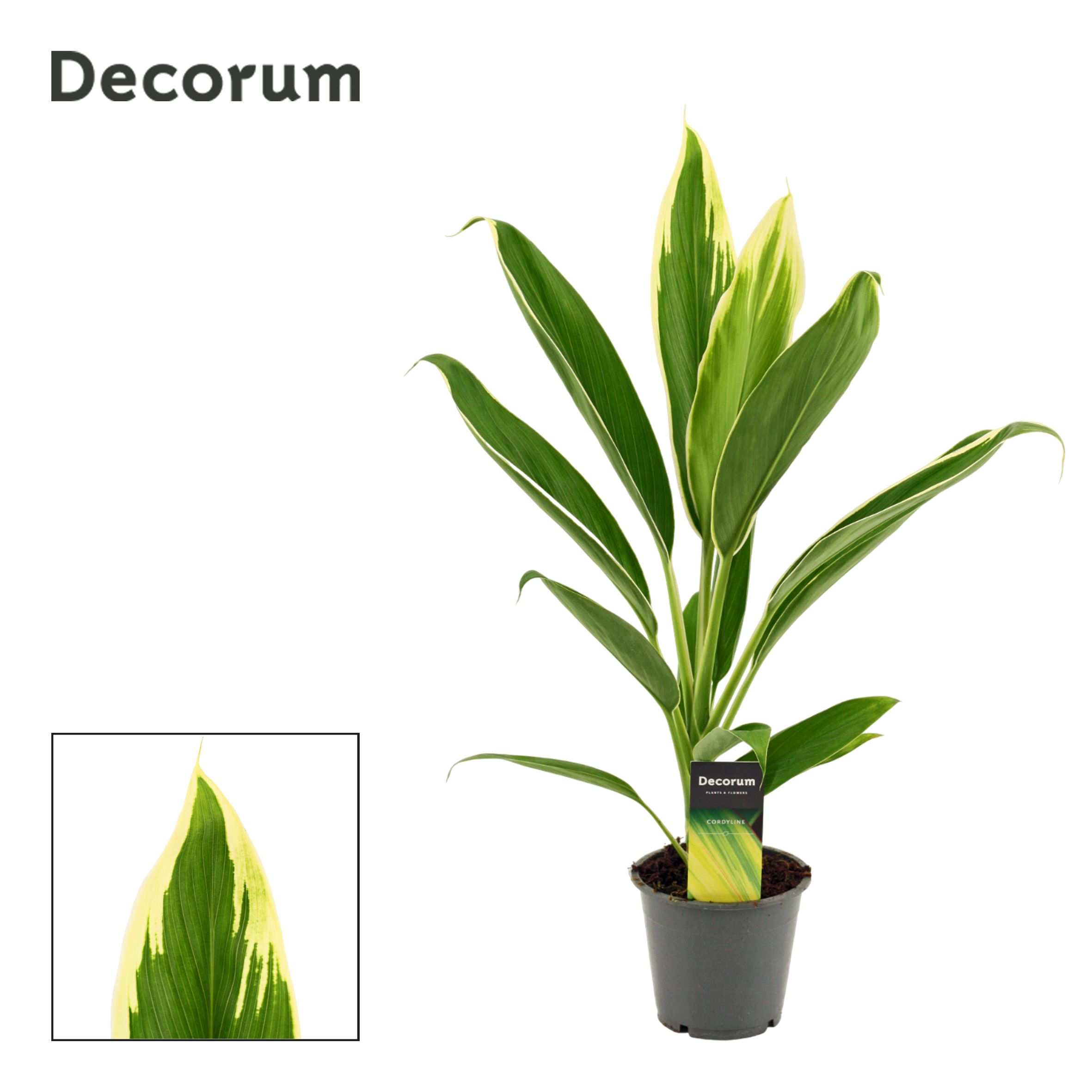 Cordyline New Conga 12 cm ( Decorum ), D 12