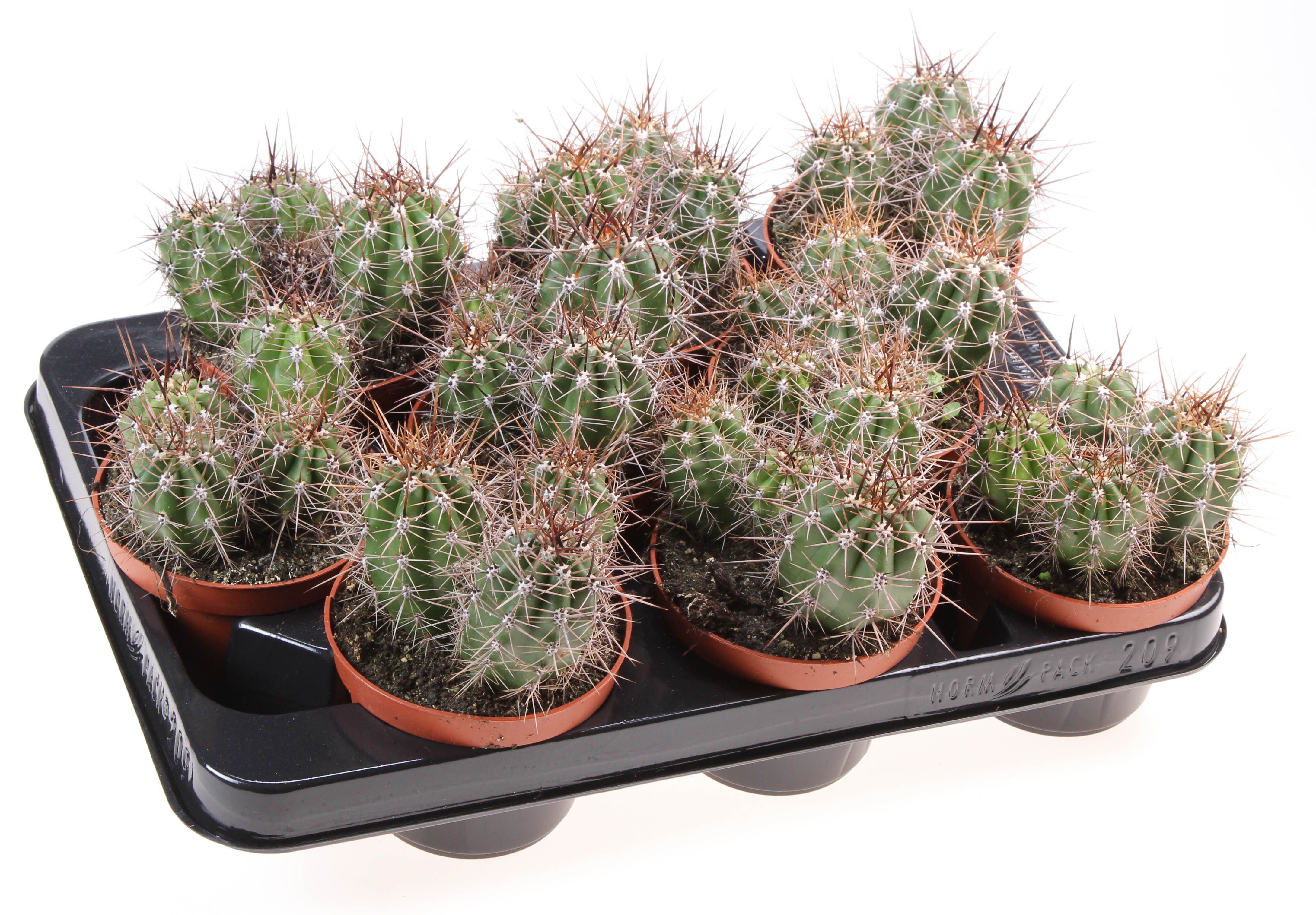 Trichocereus terschekii, D 10,5