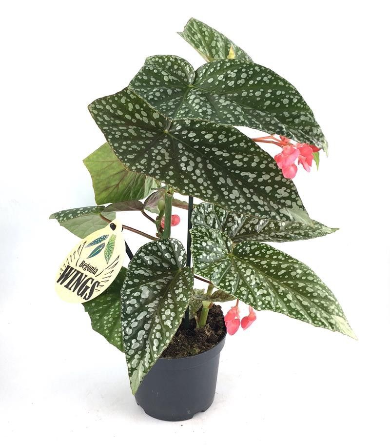 BEGONIA MACULATA 'Albo Picta Silver', D 12
