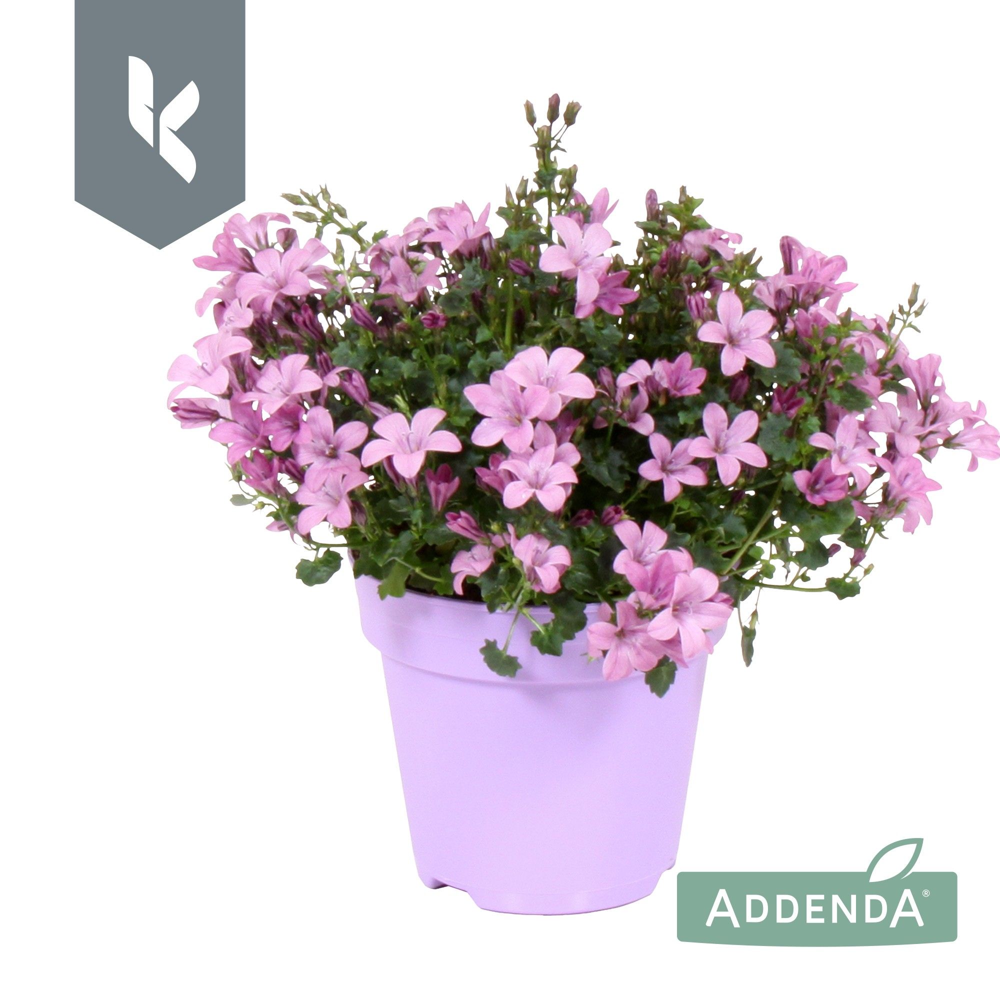 Campanula Ambella Pink in ton sur ton, D 10,5