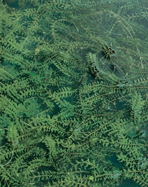 Elodea canadensa p9 in beker, D 9