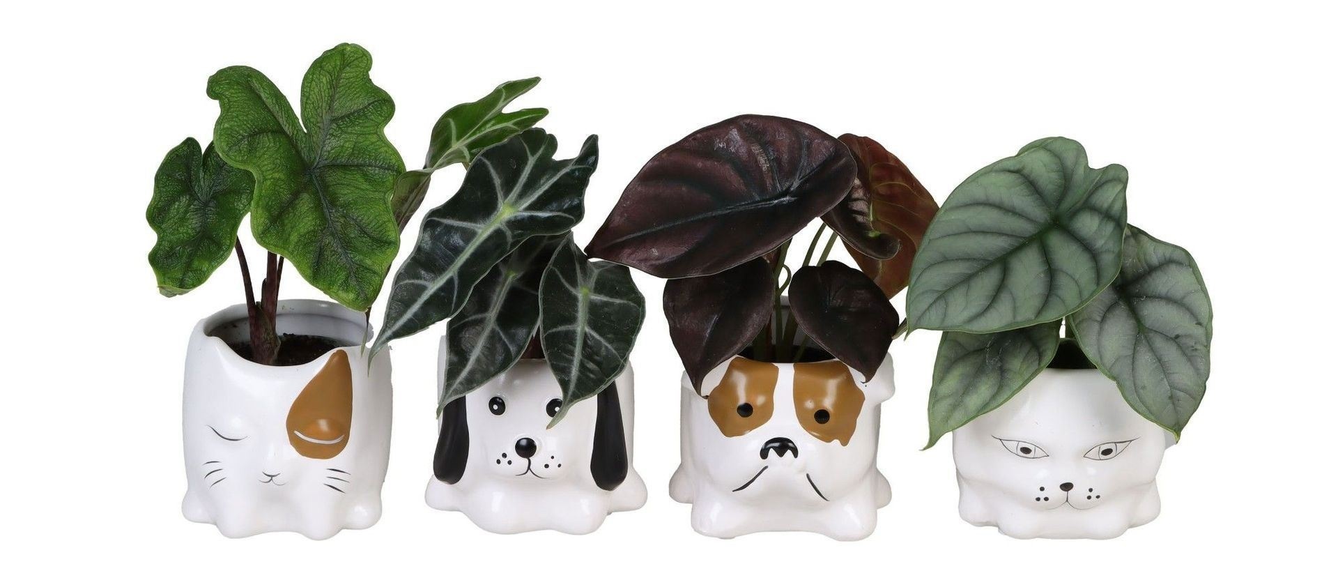 L 66659 with Alocasia Mix 6 cm, D 6