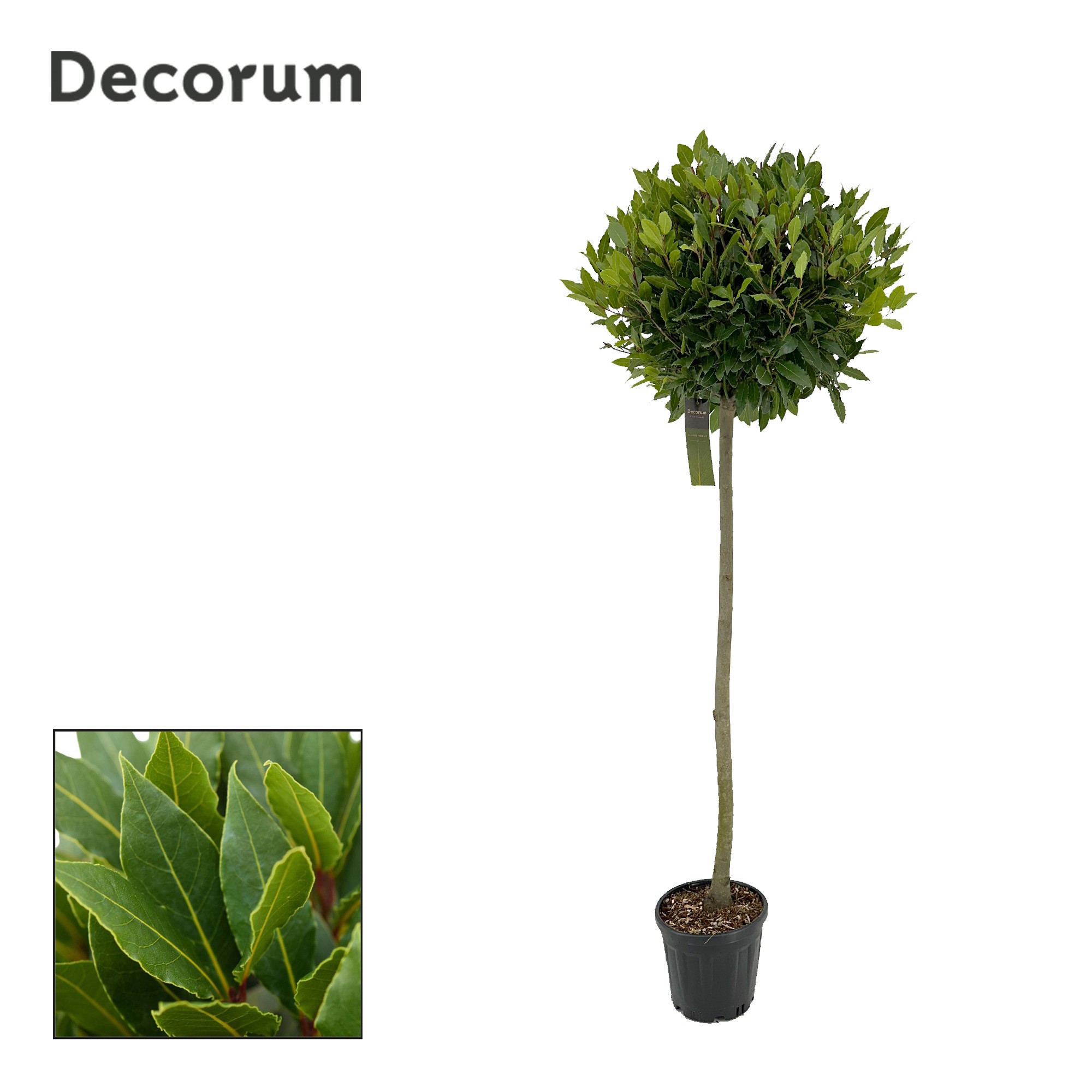 Laurus nobilis Bol op stam, D 25