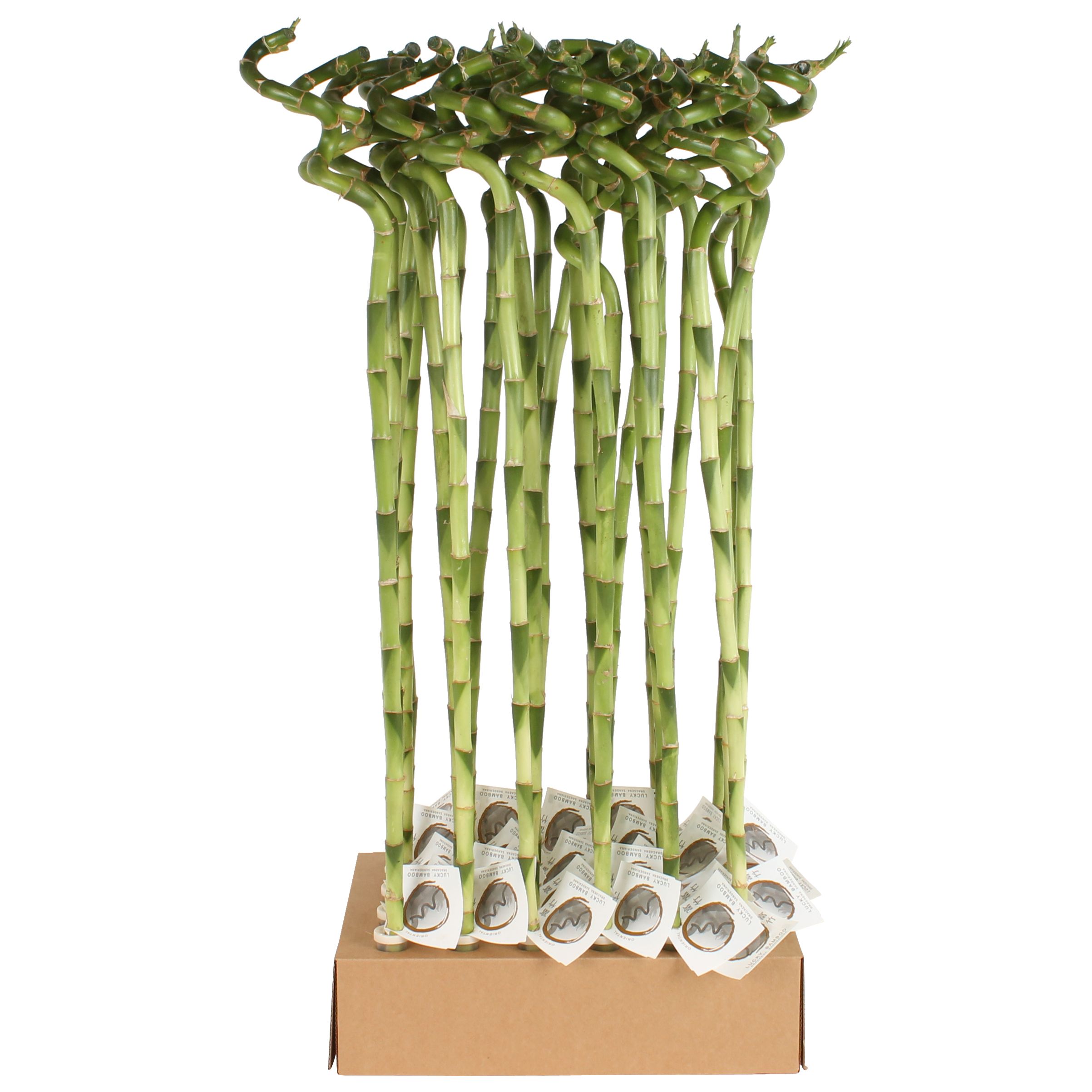 Lucky Bamboo Stem Spiral 80cm in Tube & Karton Tray, D 5