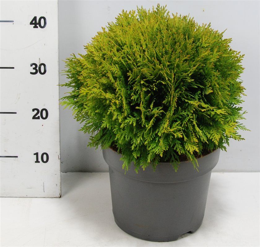 Thuja occ. 'Danica', D 26