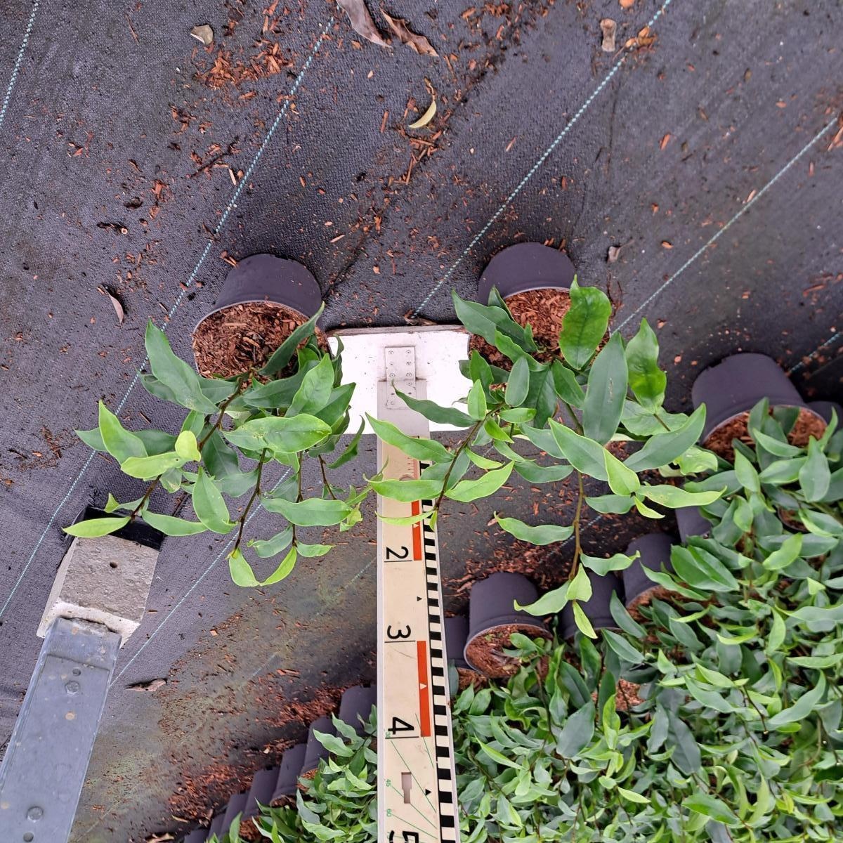 Magnolia figo 'Stellar Ruby', D 17