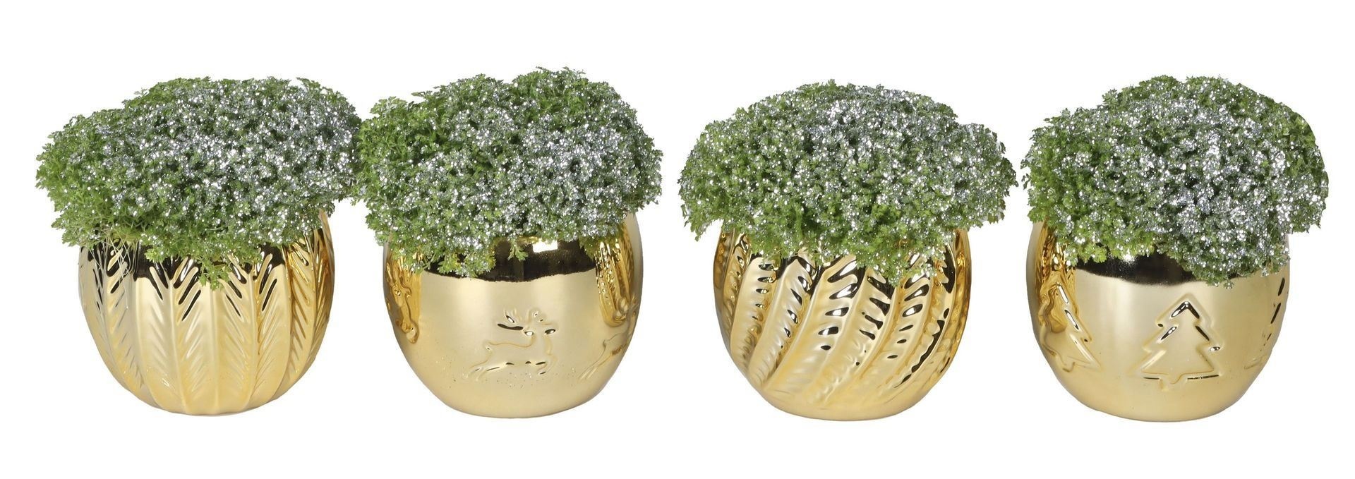 L 66416 With Selaginella Apoda Glitter 6 cm, D 6