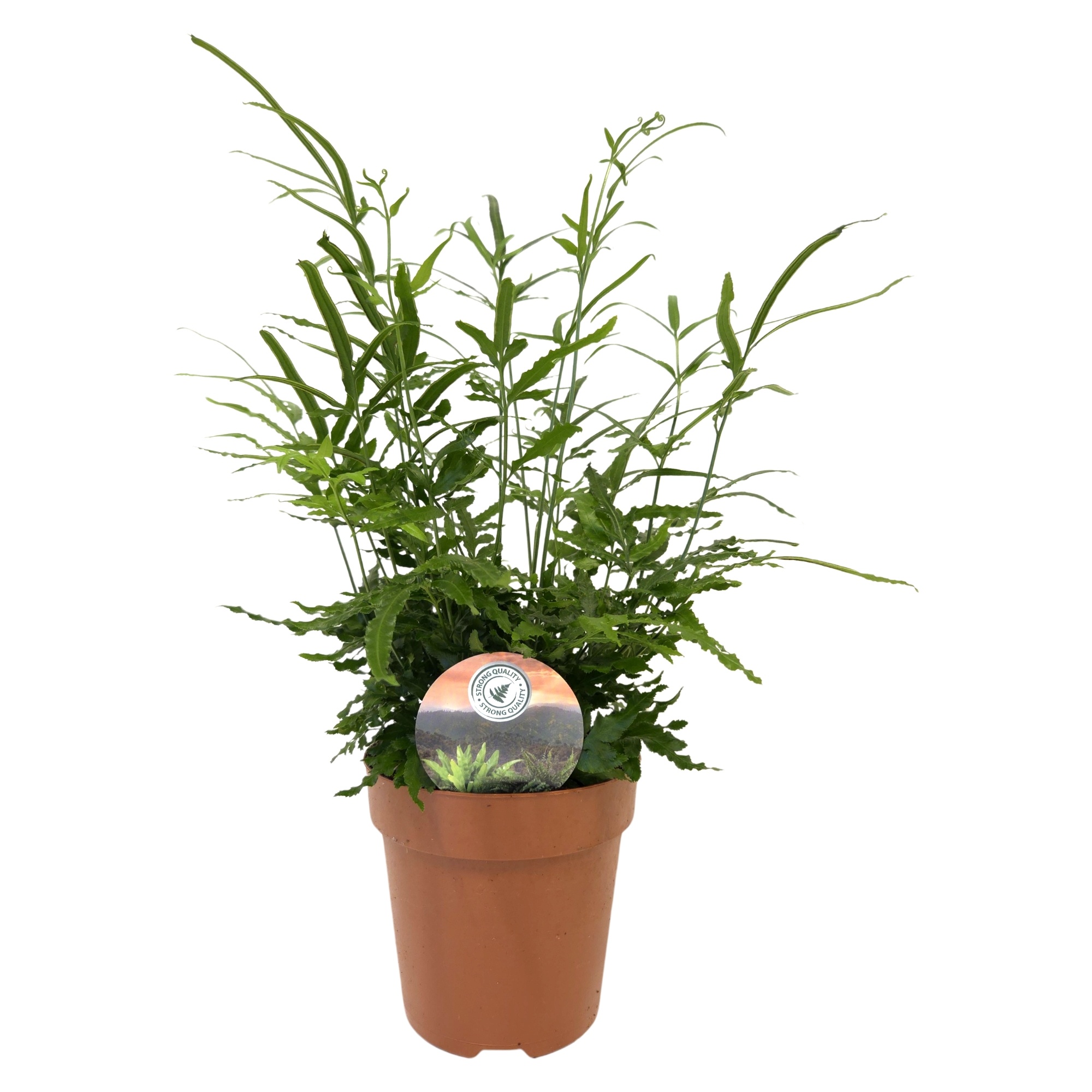 Pteris evergreen, D 12